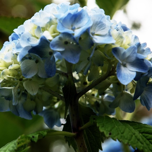 Meet your Posher, Laura - Picture 1 of 1